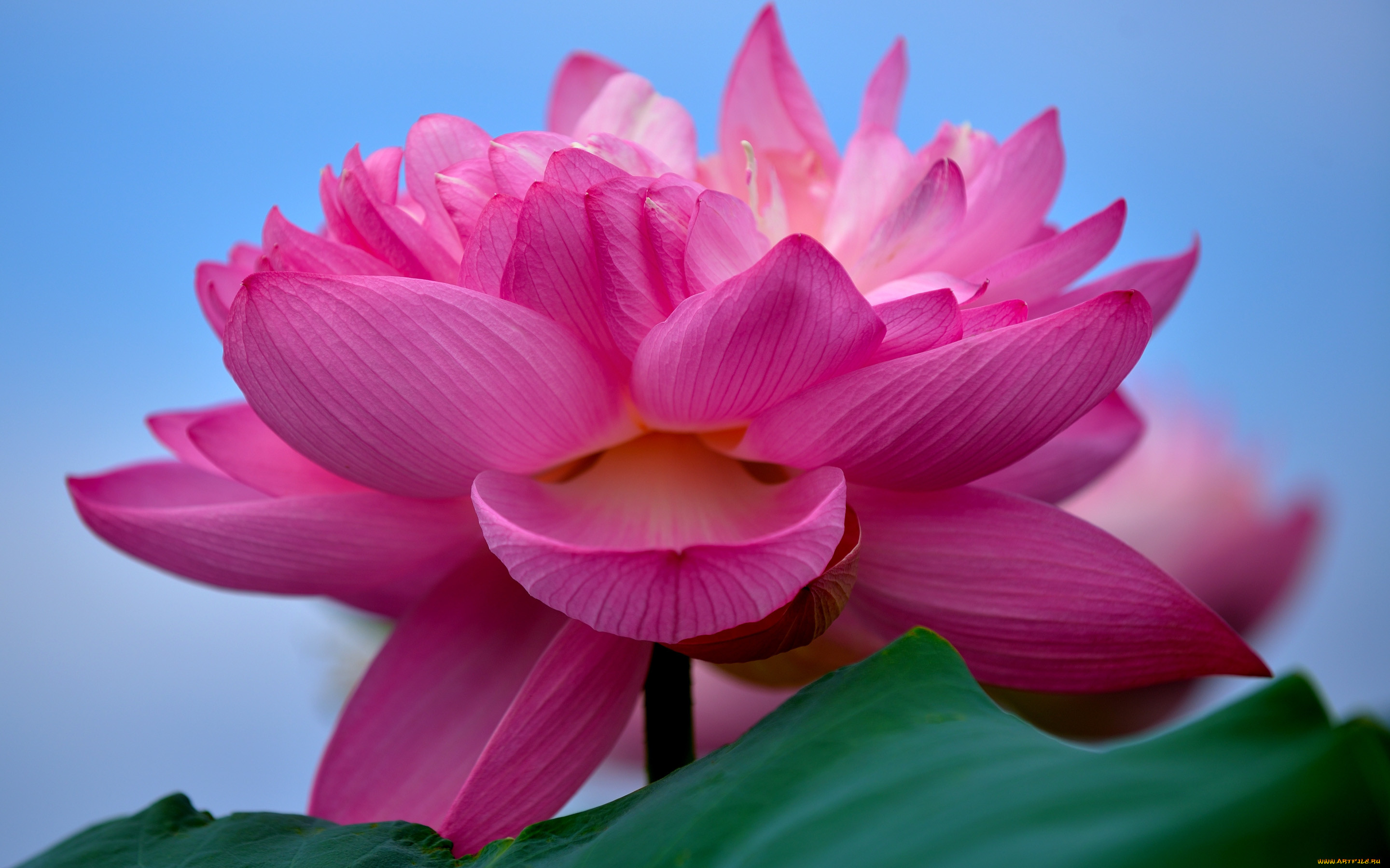 Розовый Лотос цветок
